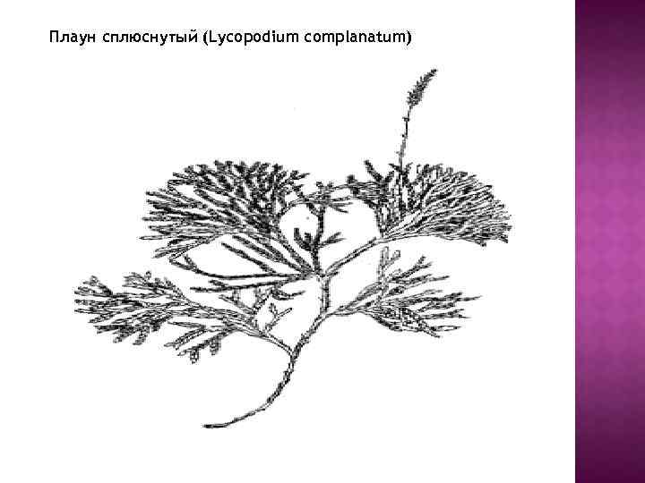 Плаун сплюснутый (Lycopodium complanatum) 