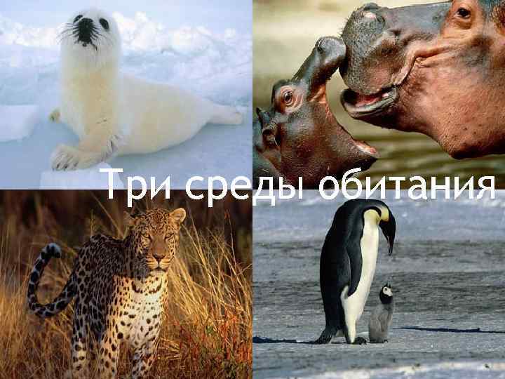 Три среды обитания 