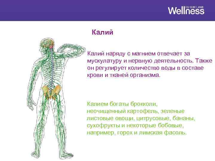 Калий наряду с магнием отвечает за мускулатуру и нервную деятельность. Также он регулирует количество