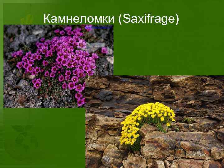 Камнеломки (Saxifrage) 