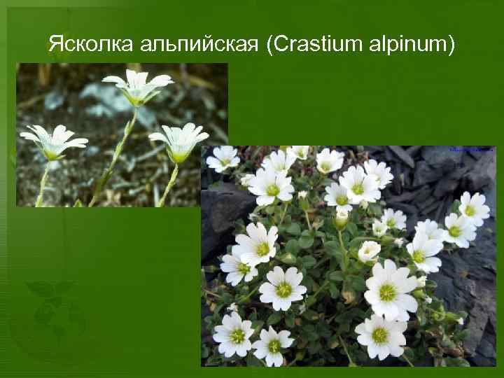 Ясколка альпийская (Сrastium alpinum) 