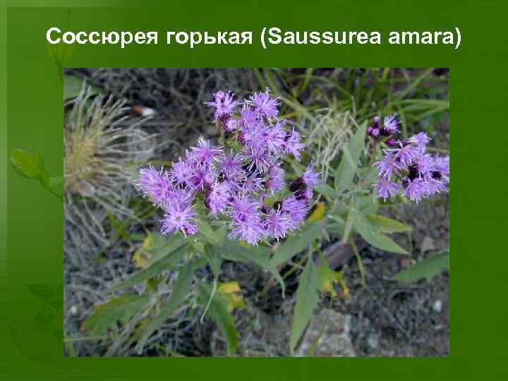 Соссюрея горькая (Saussurea amara) 