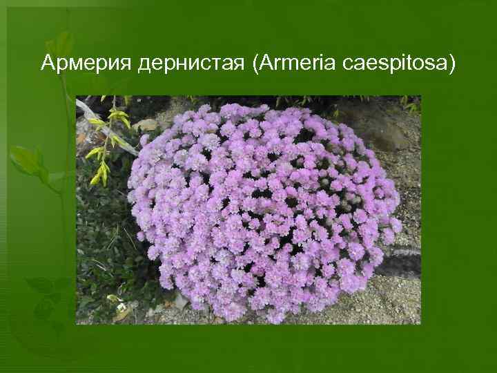 Армерия дернистая (Armeria caespitosa) 
