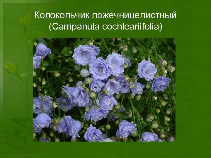 Колокольчик ложечницелистный (Campanula cochleariifolia) 