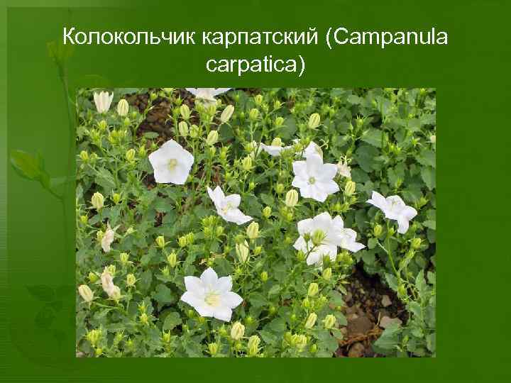 Колокольчик карпатский (Campanula carpatica) 