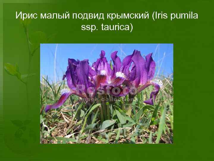 Ирис малый подвид крымский (Iris pumila ssp. taurica) 