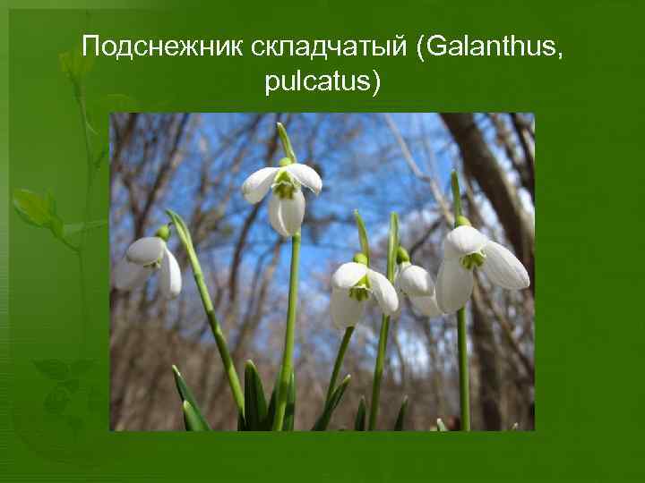 Подснежник складчатый (Galanthus, pulcatus) 