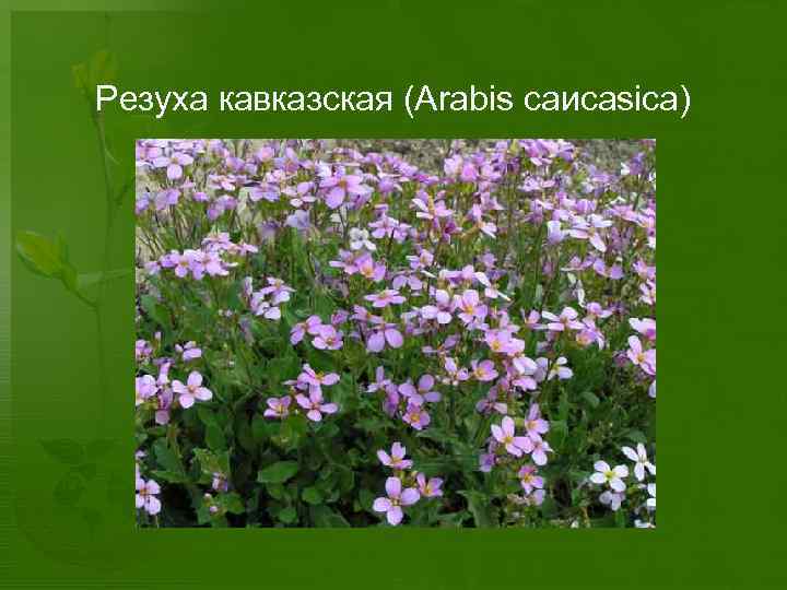 Резуха кавказская (Arabis сaисаsicа) 