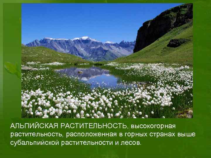 АЛЬПИЙСКАЯ РАСТИТЕЛЬНОСТЬ, высокогорная растительность, расположенная в горных странах выше субальпийской растительности и лесов. 