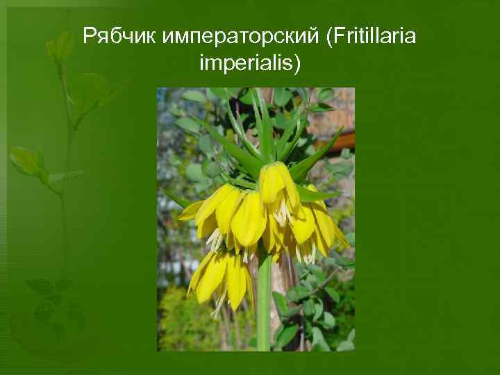 Рябчик императорский (Fritillaria imperialis) 