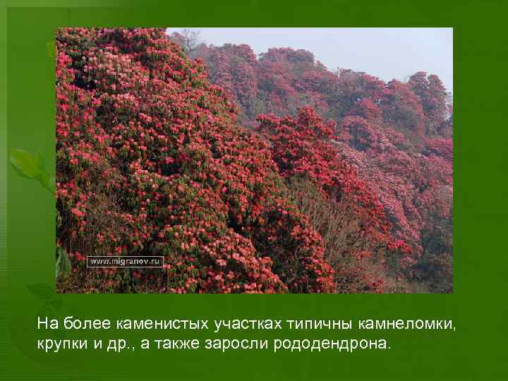 На более каменистых участках типичны камнеломки, крупки и др. , а также заросли рододендрона.
