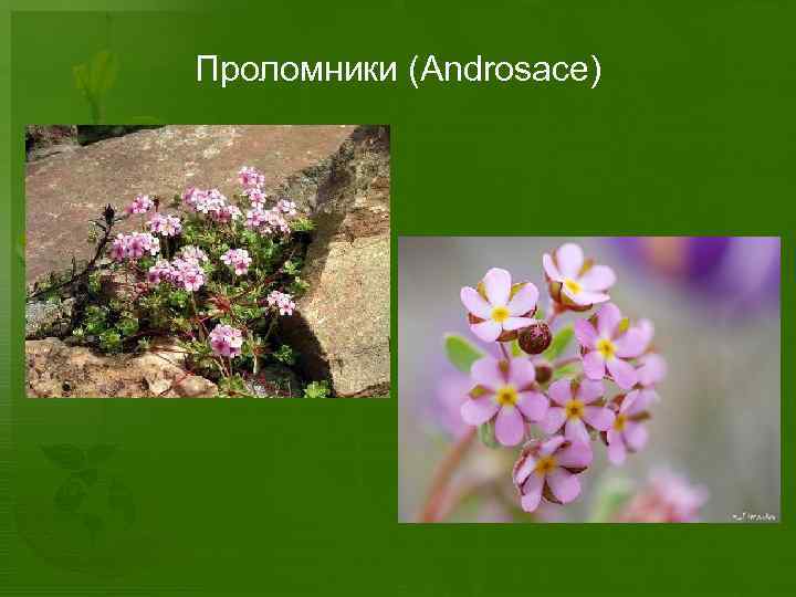 Проломники (Androsace) 