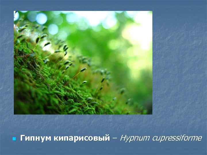 n Гипнум кипарисовый – Hypnum cupressiforme 