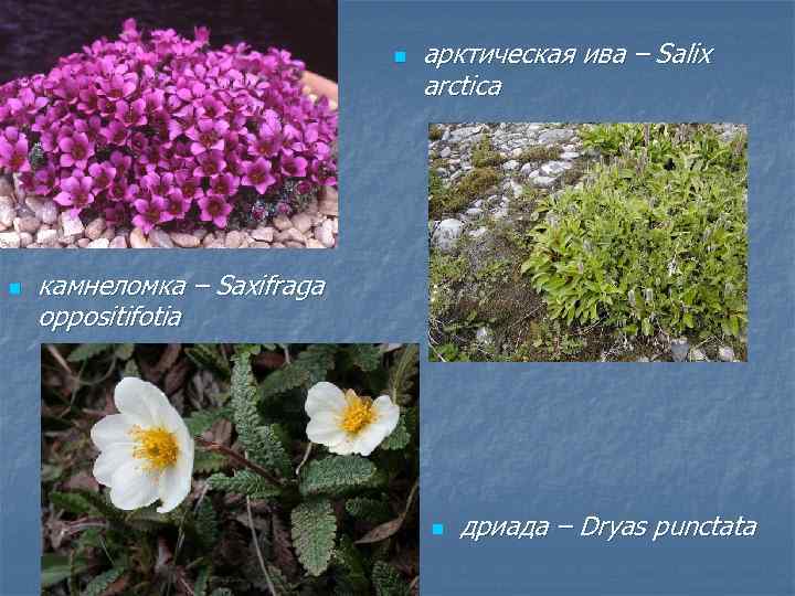 Какие растения встречаются в природе свердловской области