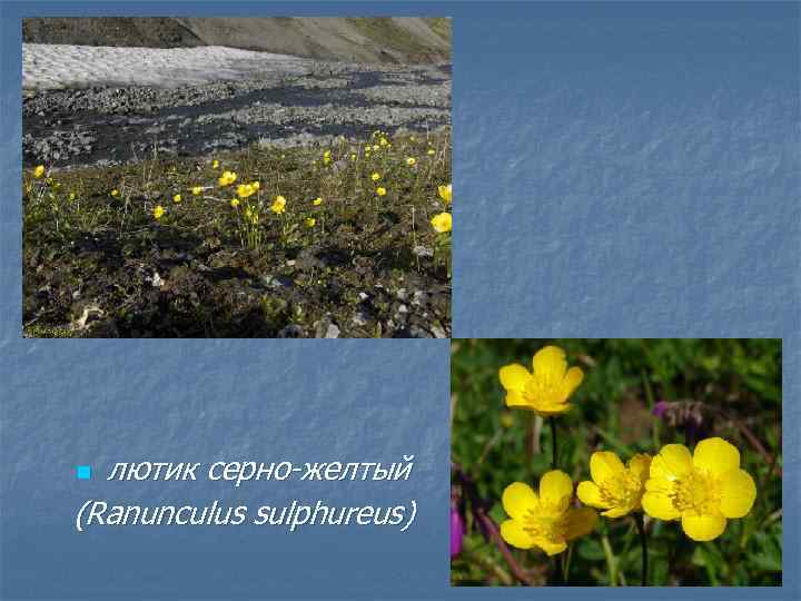 лютик серно-желтый (Ranunculus sulphureus) n 