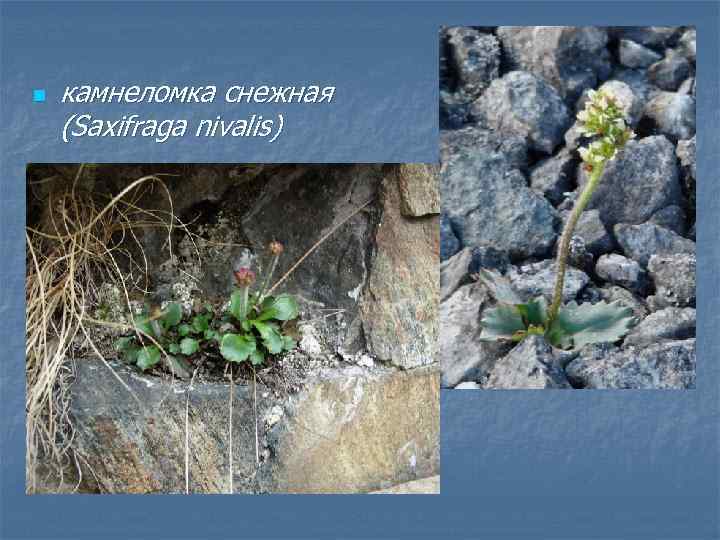 n камнеломка снежная (Saxifraga nivalis) 