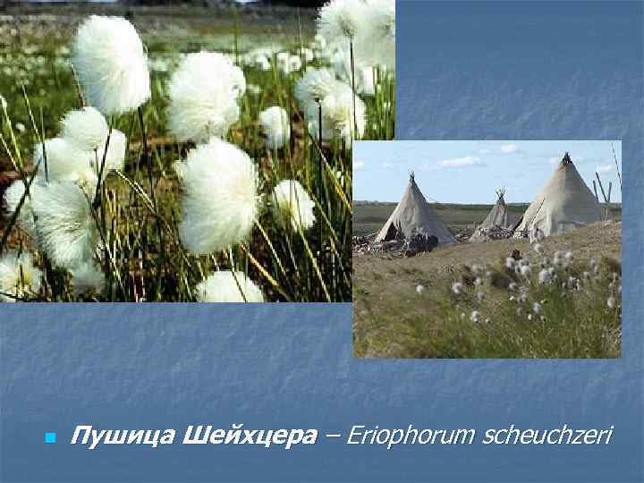 n Пушица Шейхцера – Eriophorum scheuchzeri 