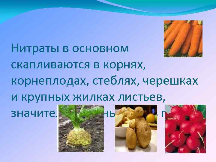 Нитраты в основном скапливаются в корнях, корнеплодах, стеблях, черешках и крупных жилках листьев, значительно