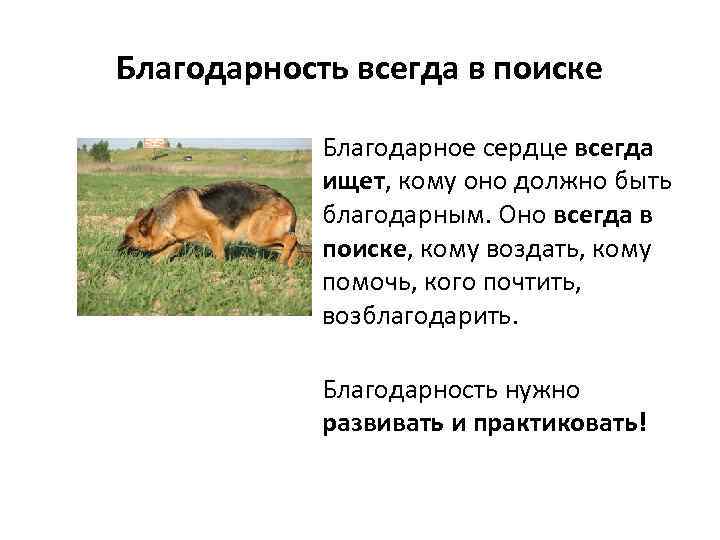 Благодарность всегда в поиске Благодарное сердце всегда ищет, кому оно должно быть благодарным. Оно