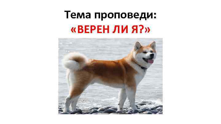 Тема проповеди: «ВЕРЕН ЛИ Я? » 