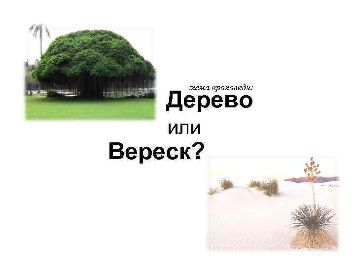 тема проповеди: Дерево или Вереск? 