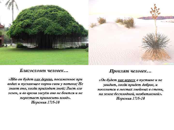 Благословен человек… «Ибо он будет как дерево, посаженное при водах и пускающее корни свои