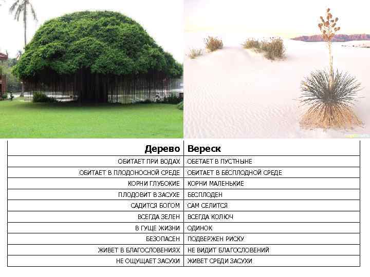 Дерево Вереск ОБИТАЕТ ПРИ ВОДАХ ОБИТАЕТ В ПЛОДОНОСНОЙ СРЕДЕ КОРНИ ГЛУБОКИЕ ПЛОДОВИТ В ЗАСУХЕ