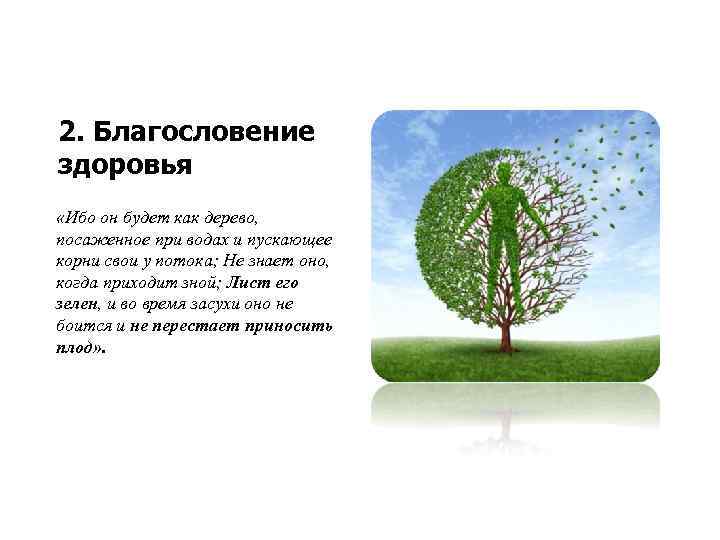 2. Благословение здоровья «Ибо он будет как дерево, посаженное при водах и пускающее корни