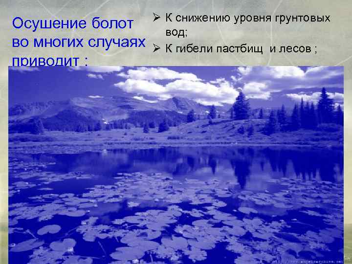 Осушение болот во многих случаях приводит : Ø К снижению уровня грунтовых вод; Ø