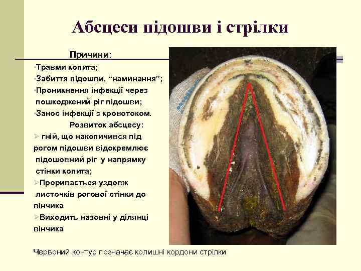 Абсцеси підошви і стрілки Причини: • Травми копита; • Забиття підошви, “наминання”; • Проникнення