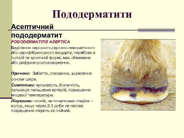 Пододерматити Асептичний пододерматит PODODERMATITIS ASEPТICA Виділення серозного, серозно-геморагічного або серофібринозного ексудату; перебігає в гострій