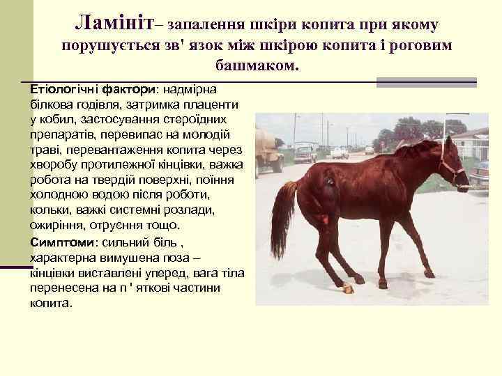 Ламініт– запалення шкіри копита при якому порушується зв' язок між шкірою копита і роговим
