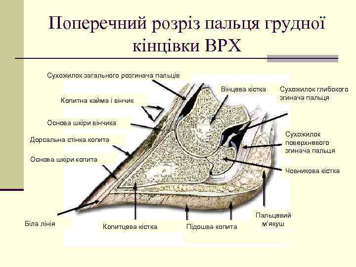 Поперечний розріз пальця грудної кінцівки ВРХ Сухожилок загального розгинача пальців Вінцева кістка Копитна кайма
