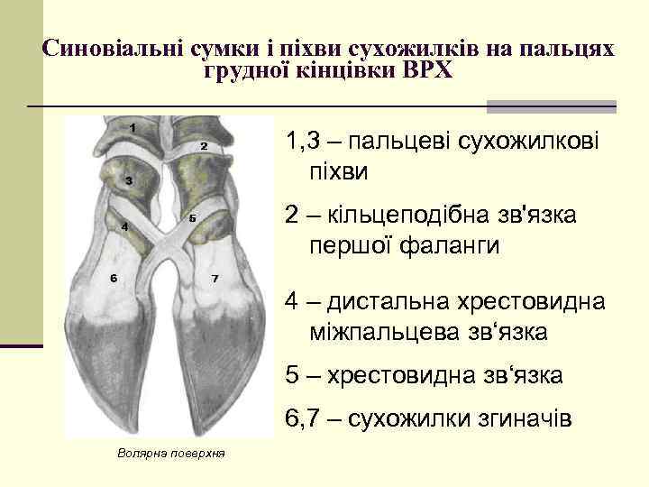 Синовіальні сумки і піхви сухожилків на пальцях грудної кінцівки ВРХ 1, 3 – пальцеві
