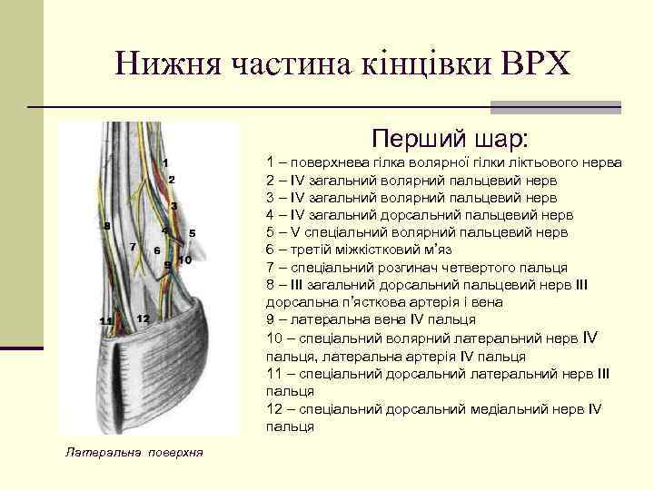 Нижня частина кінцівки ВРХ Перший шар: 1 – поверхнева гілка волярної гілки ліктьового нерва