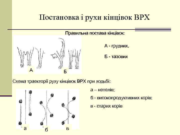 Постановка і рухи кінцівок ВРХ Правильна постава кінцівок: А - грудних, Б - тазових
