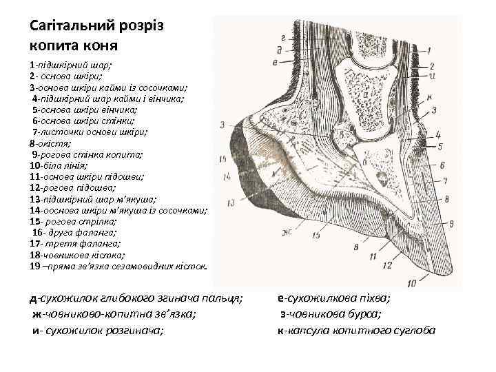 Сагітальний розріз копита коня 1 -підшкірний шар; 2 - основа шкіри; 3 -основа шкіри