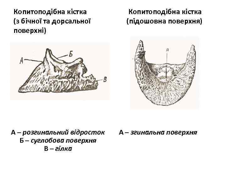 Копитоподібна кістка (з бічної та дорсальної поверхні) А – розгинальний відросток Б – суглобова