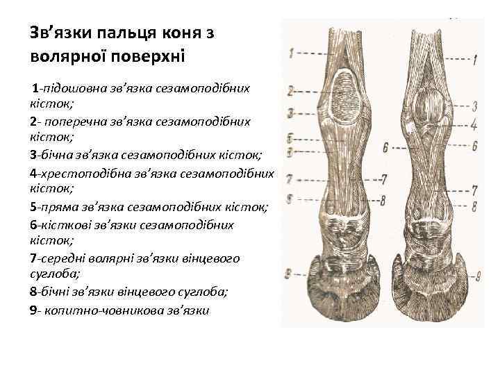 Зв’язки пальця коня з волярної поверхні 1 -підошовна зв’язка сезамоподібних кісток; 2 - поперечна