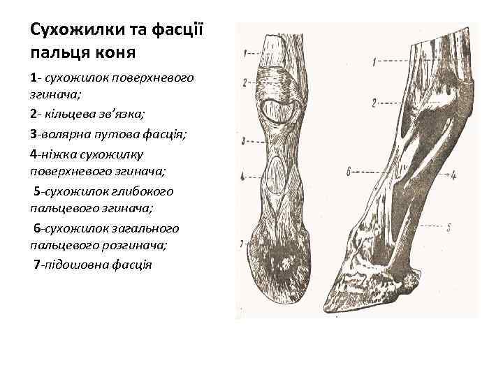 Сухожилки та фасції пальця коня 1 - сухожилок поверхневого згинача; 2 - кільцева зв’язка;