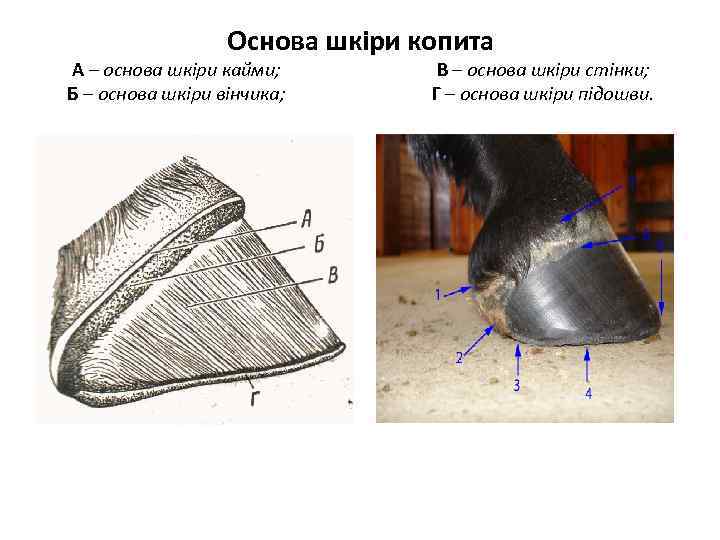 Основа шкіри копита А – основа шкіри кайми; Б – основа шкіри вінчика; В