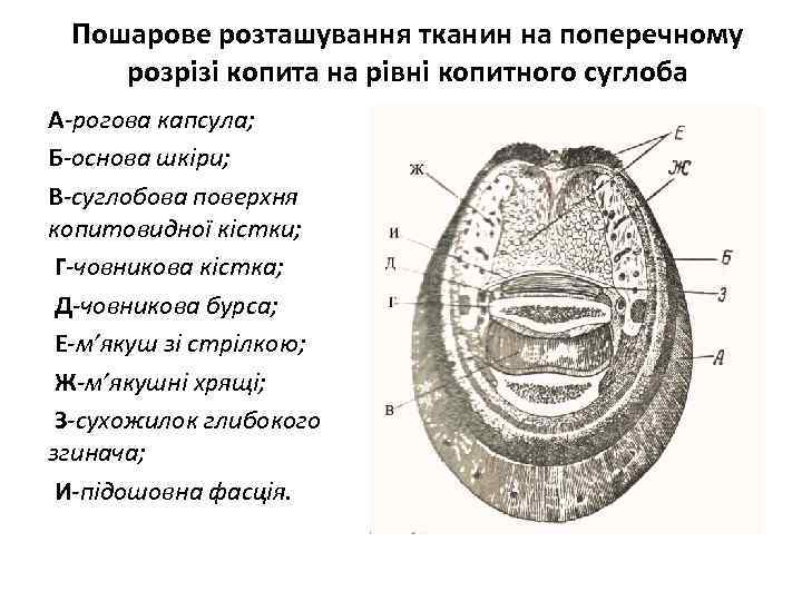 Пошарове розташування тканин на поперечному розрізі копита на рівні копитного суглоба А-рогова капсула; Б-основа