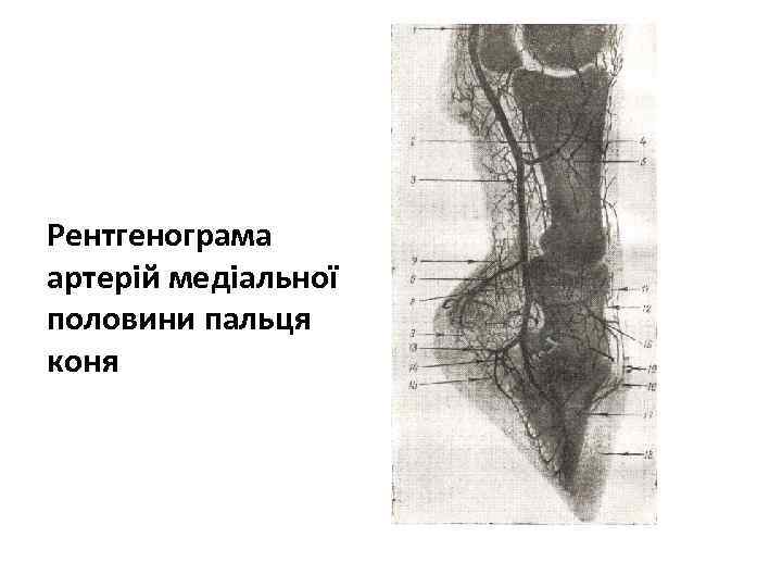 Рентгенограма артерій медіальної половини пальця коня 