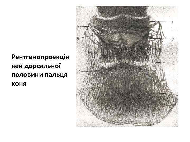 Рентгенопроекція вен дорсальної половини пальця коня 