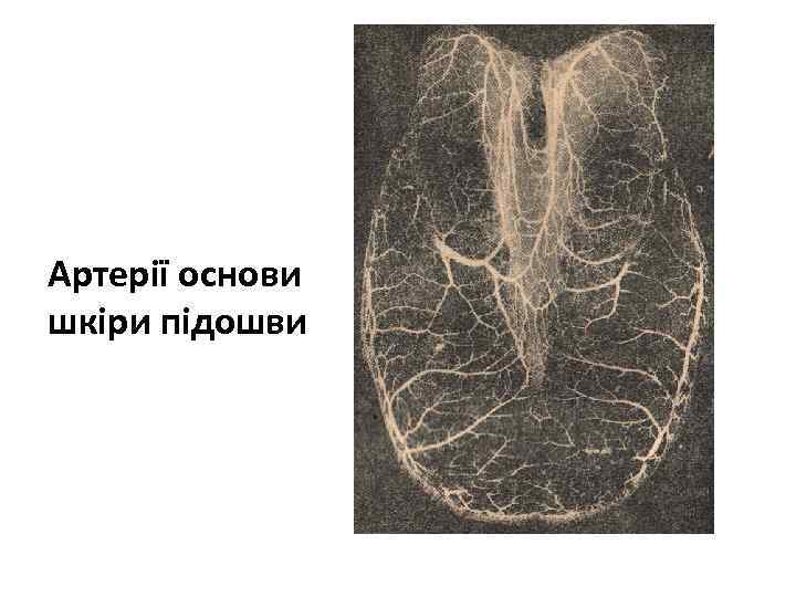 Артерії основи шкіри підошви 