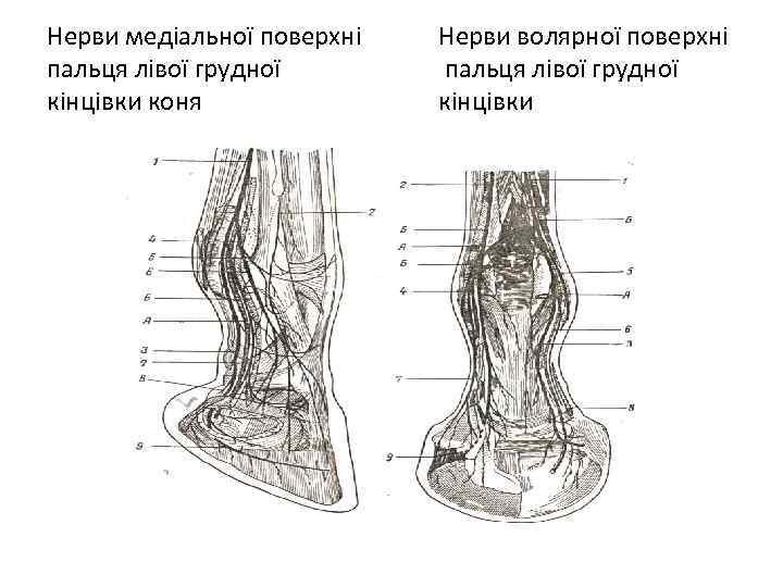 Нерви медіальної поверхні пальця лівої грудної кінцівки коня Нерви волярної поверхні пальця лівої грудної