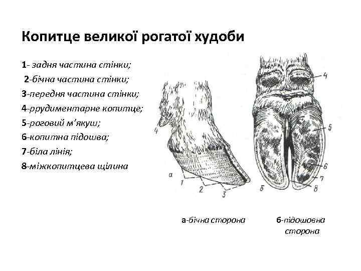 Копитце великої рогатої худоби 1 - задня частина стінки; 2 -бічна частина стінки; 3