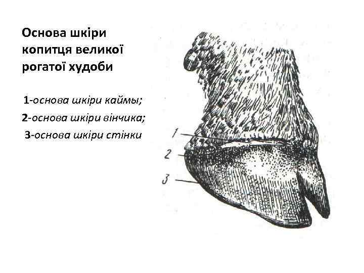 Основа шкіри копитця великої рогатої худоби 1 -основа шкіри каймы; 2 -основа шкіри вінчика;