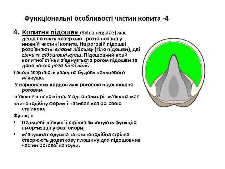 Функціональні особливості частин копита -4 4. Копитна підошва (Solea ungulae) має дещо ввігнуту поверхню