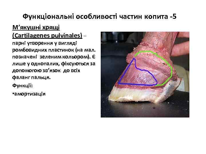 Функціональні особливості частин копита -5 М’якушні хрящі (Cartilagenes pulvinales) – парні утворення у вигляді